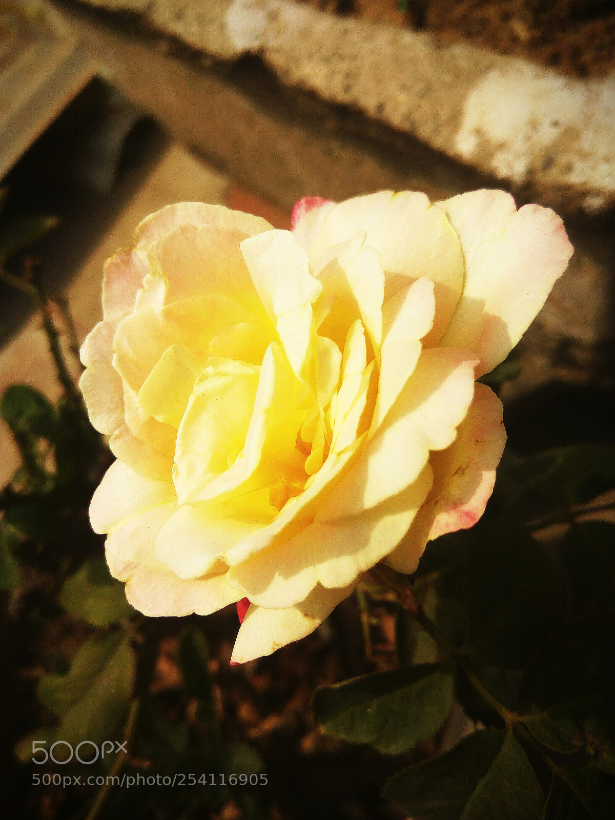 Xiaomi Redmi Note3 sample photo. Unbeatable nature photography