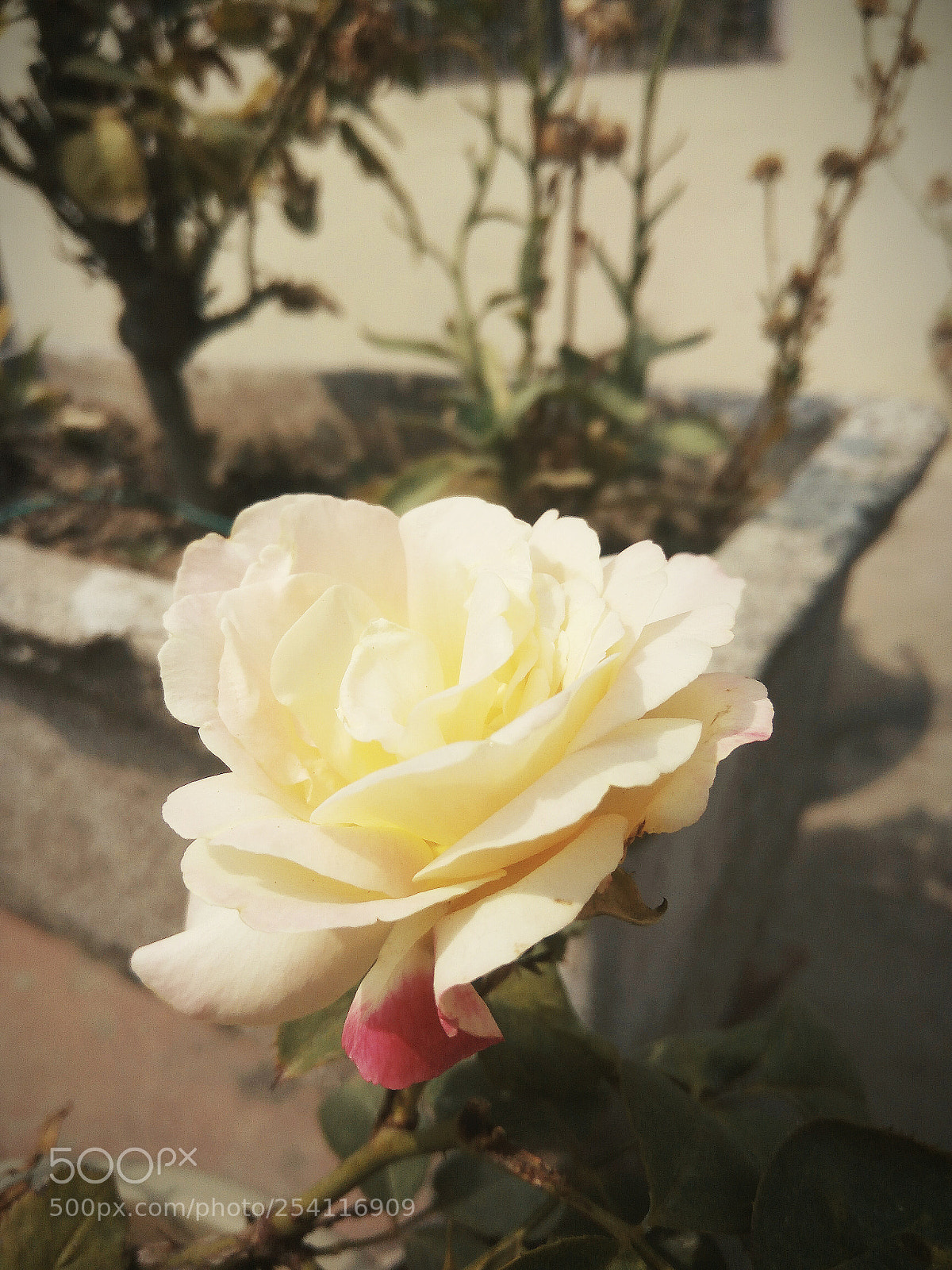 Xiaomi Redmi Note3 sample photo. White beauty photography