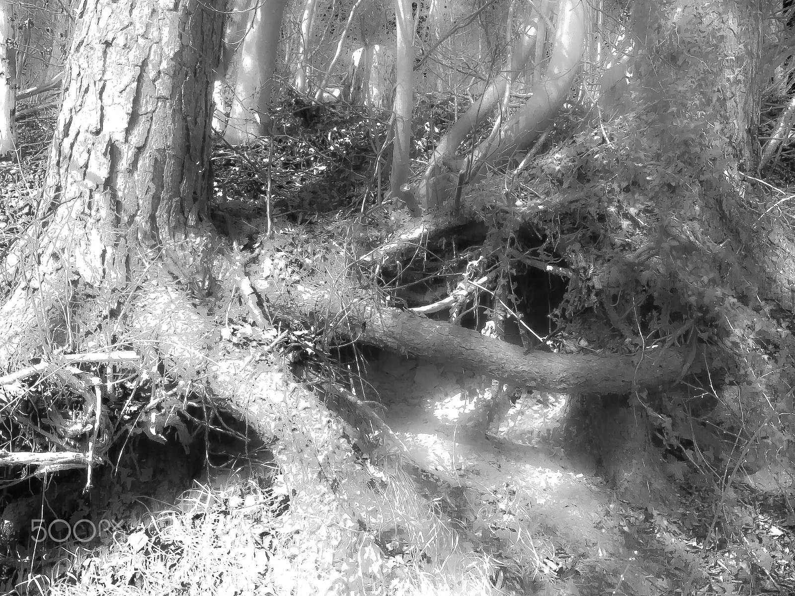 Panasonic DC-TZ91 sample photo. Bäume um dem haldenhof (von ) photography