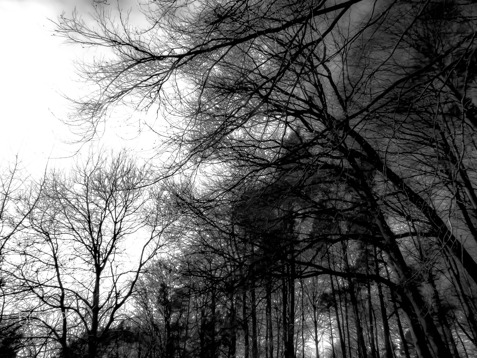 Panasonic DC-TZ91 sample photo. Bäume um dem haldenhof (von ) photography