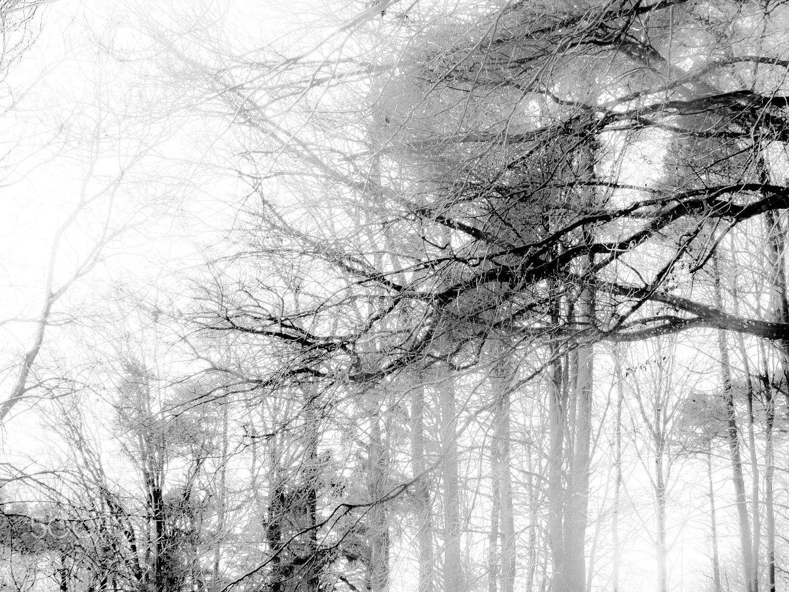 Panasonic DC-TZ91 sample photo. Bäume um dem haldenhof (von ) photography