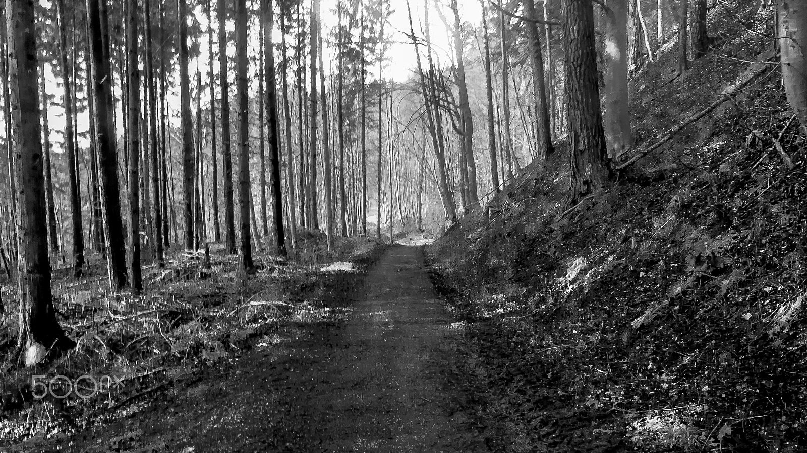 Panasonic DC-TZ91 sample photo. Bäume um dem haldenhof (von ) photography