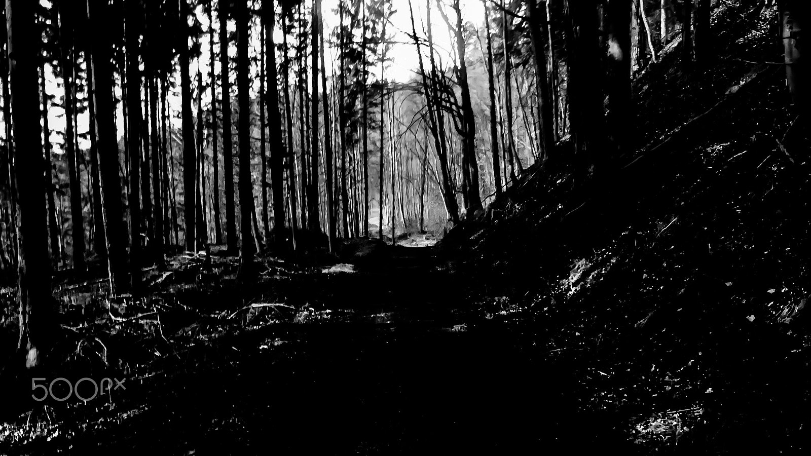 Panasonic DC-TZ91 sample photo. Bäume um dem haldenhof (von ) photography