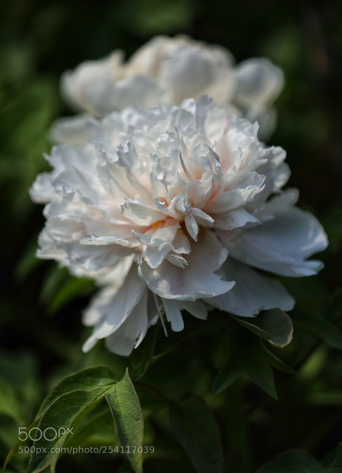 Canon EOS 5D Mark IV sample photo. 牡丹 photography