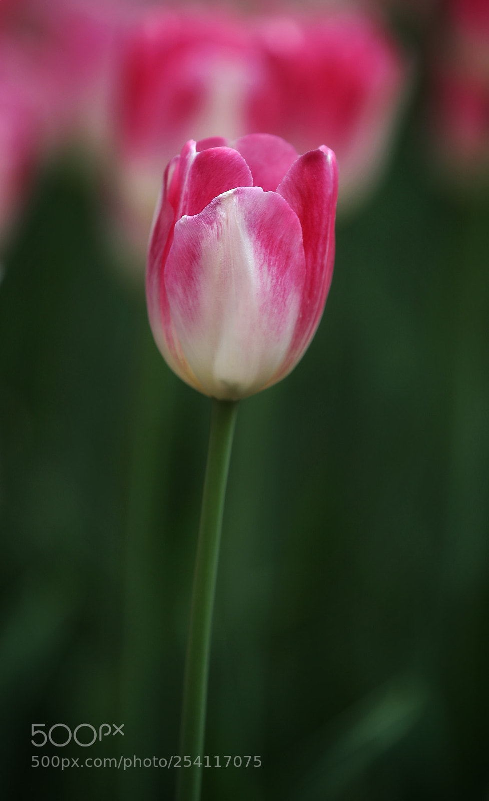 Canon EOS 5D Mark IV sample photo. 鬱金香 photography