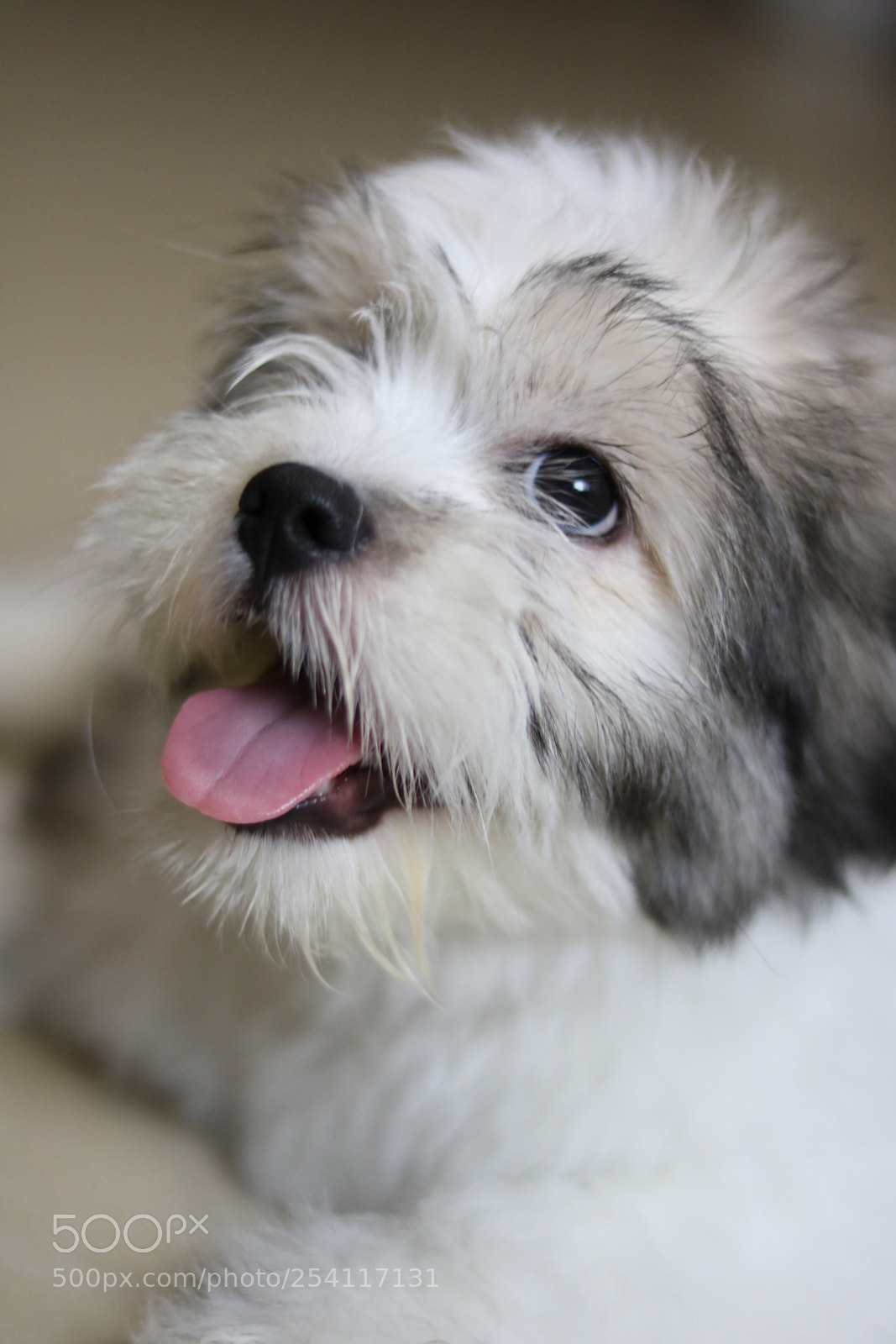 Canon EOS 750D (EOS Rebel T6i / EOS Kiss X8i) sample photo. Hi there! photography