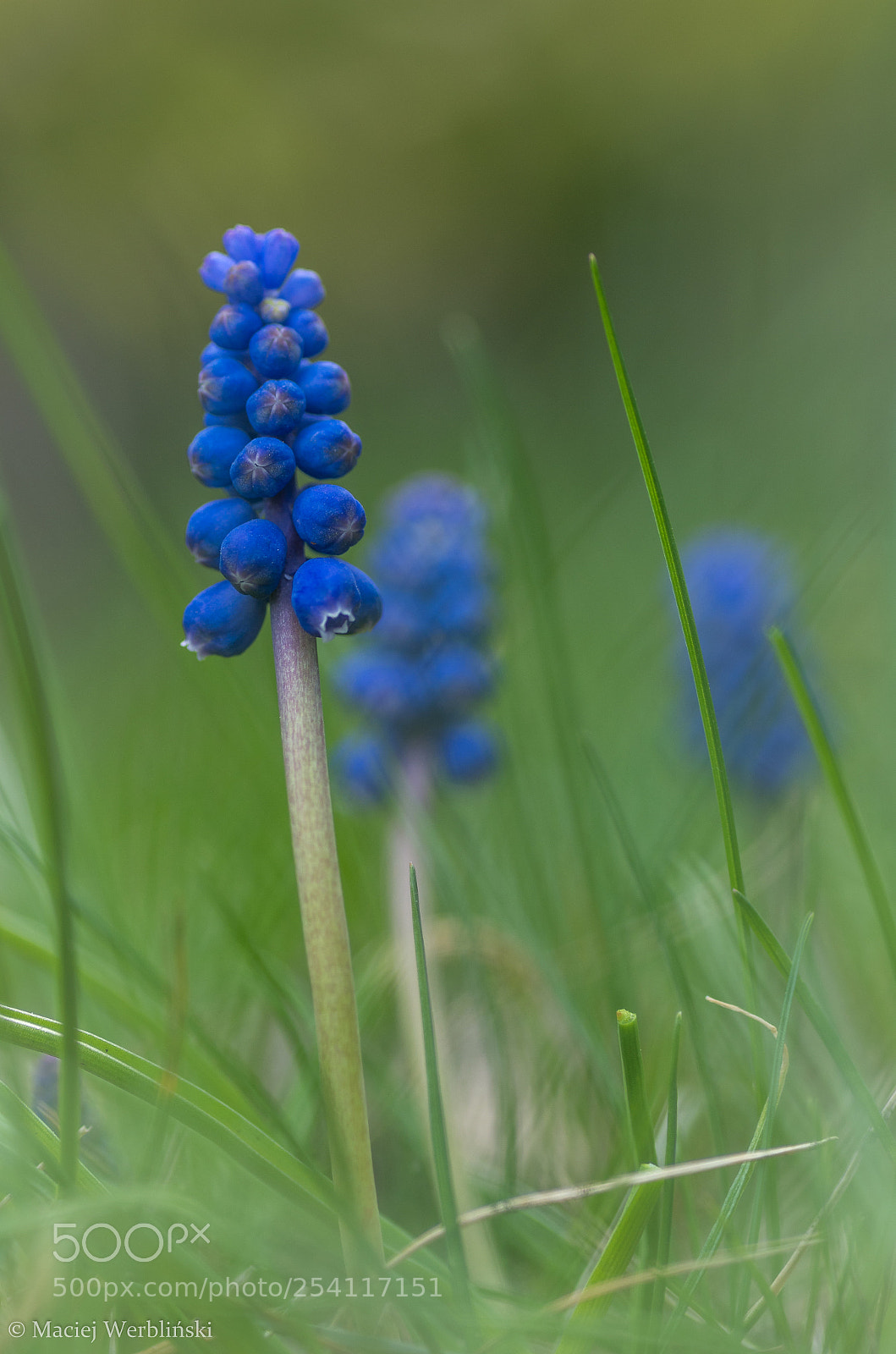 Pentax K-50 sample photo. Spring mood photography