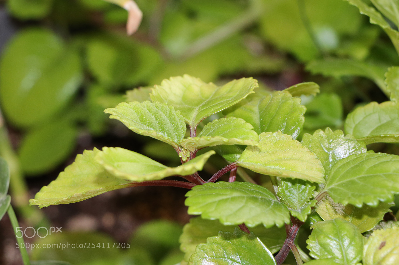 Canon EOS 80D sample photo. Img photography