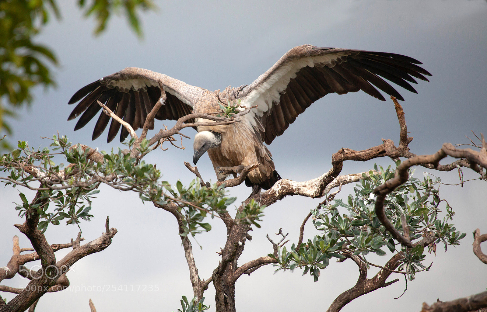 Canon EOS 5D Mark II sample photo. White backed vulture photography