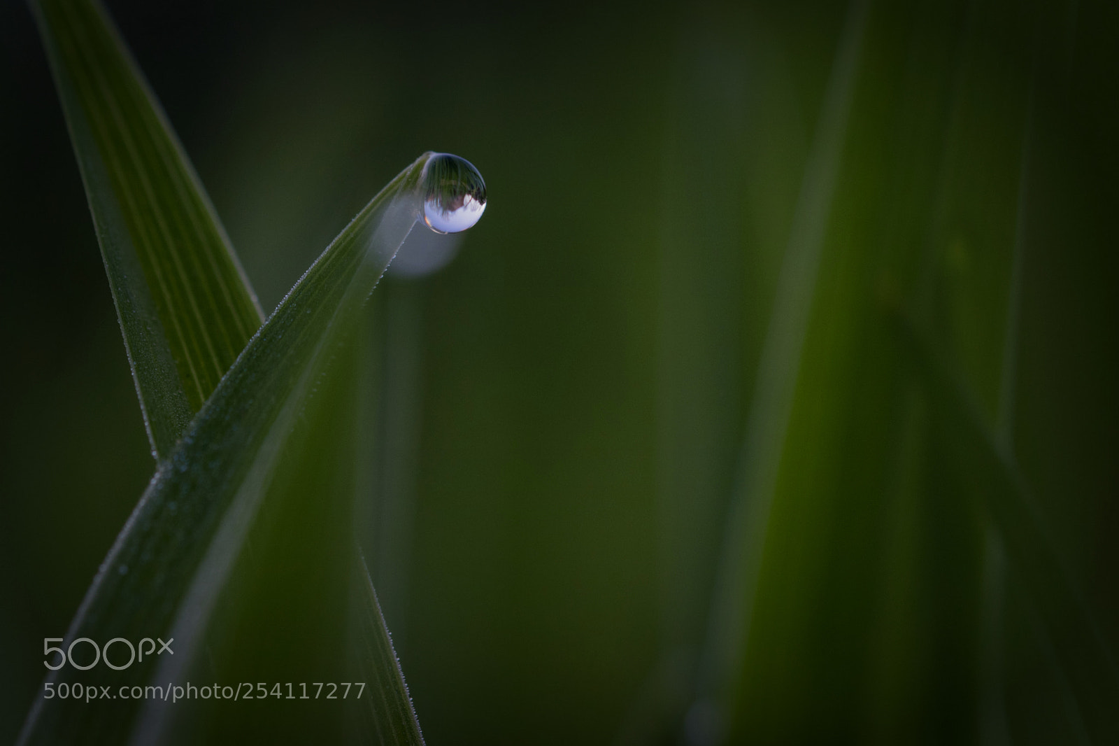 Nikon D5300 sample photo. Early morning delight photography