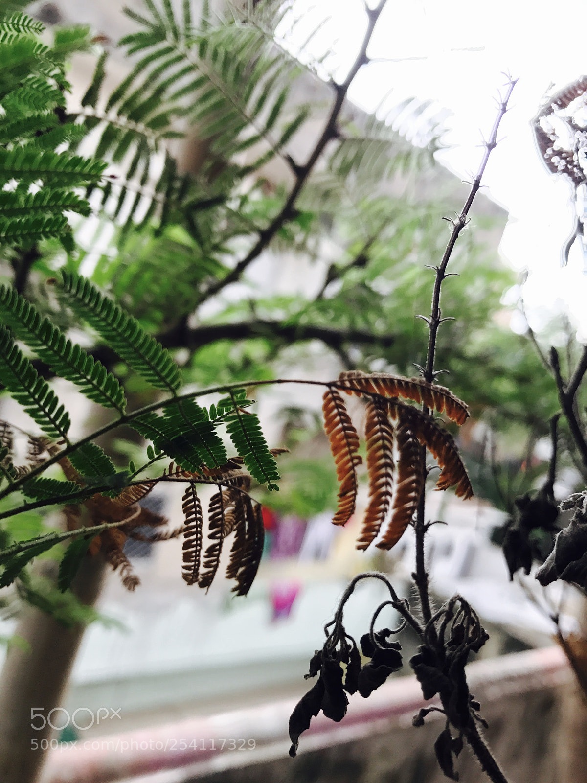 Apple iPhone 7 sample photo. Iphone photography photography