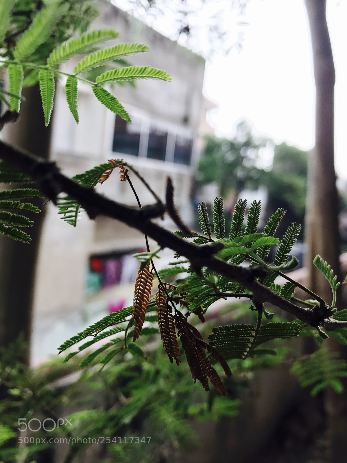 Apple iPhone 7 sample photo. Iphone photography photography
