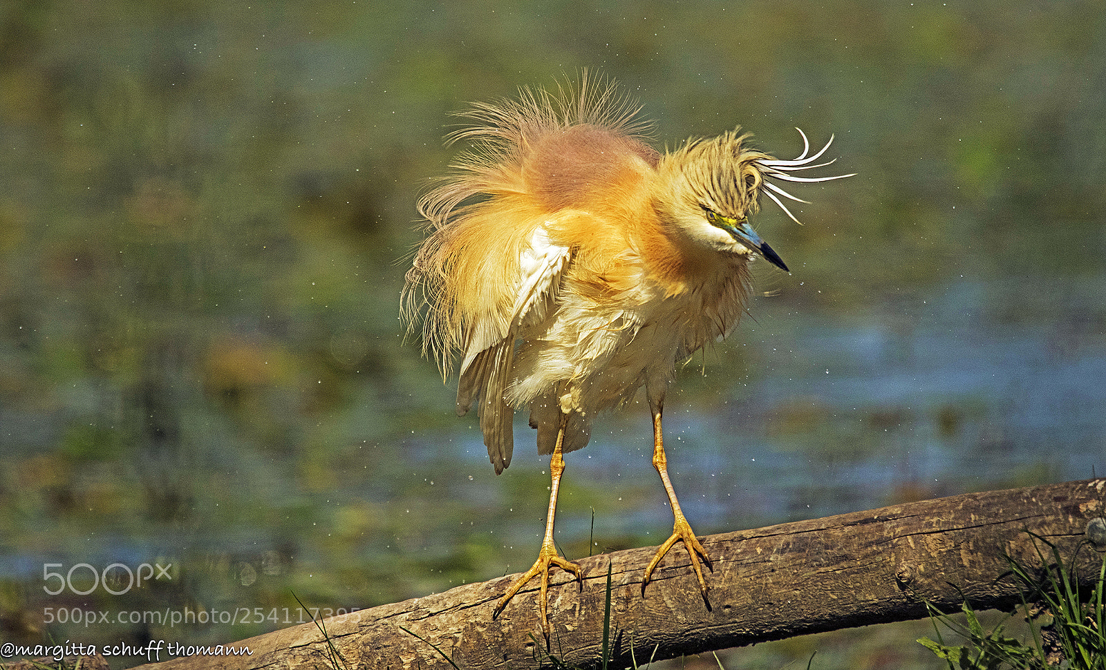 Canon EOS 7D Mark II sample photo. Squacco heron ... photography