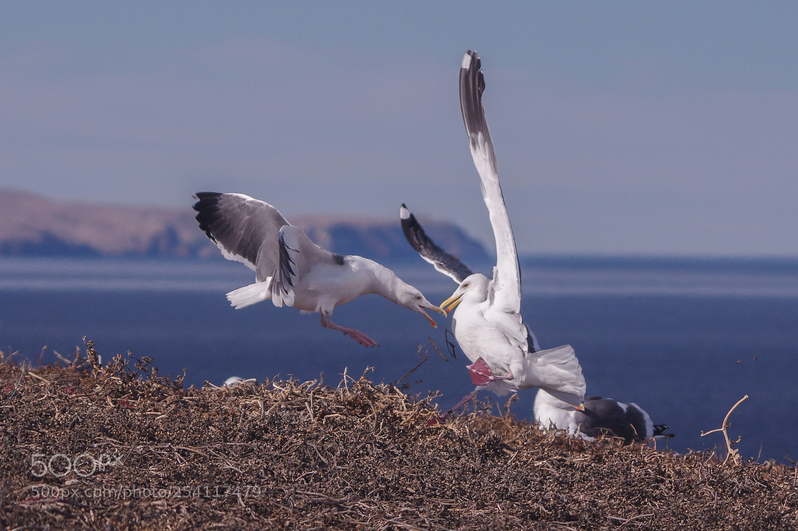 Pentax K-3 sample photo. Scuffle photography