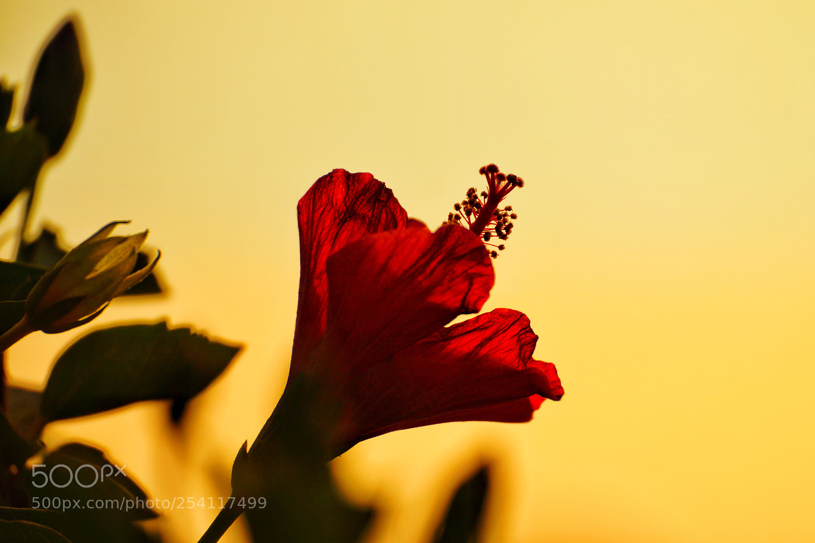 Sony SLT-A77 sample photo. Sunset hibiscus photography