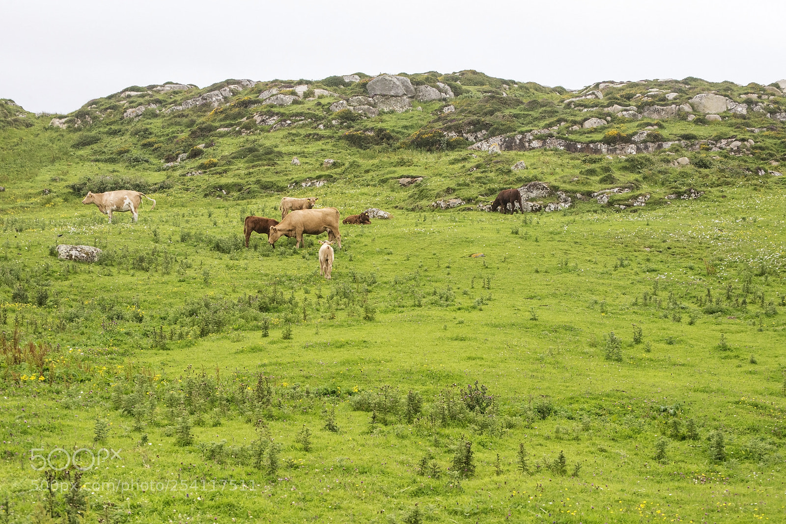 Nikon D600 sample photo. Most are grazing (1) photography