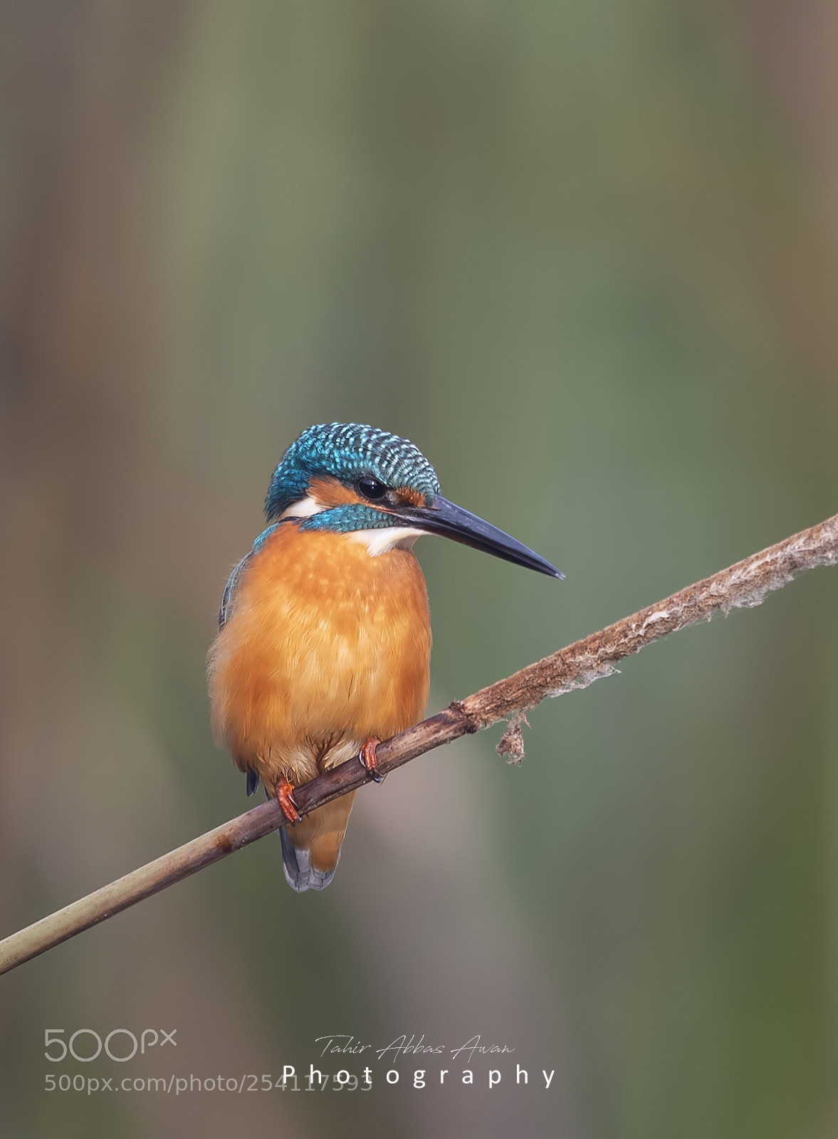 Nikon D500 sample photo. The common kingfisher photography