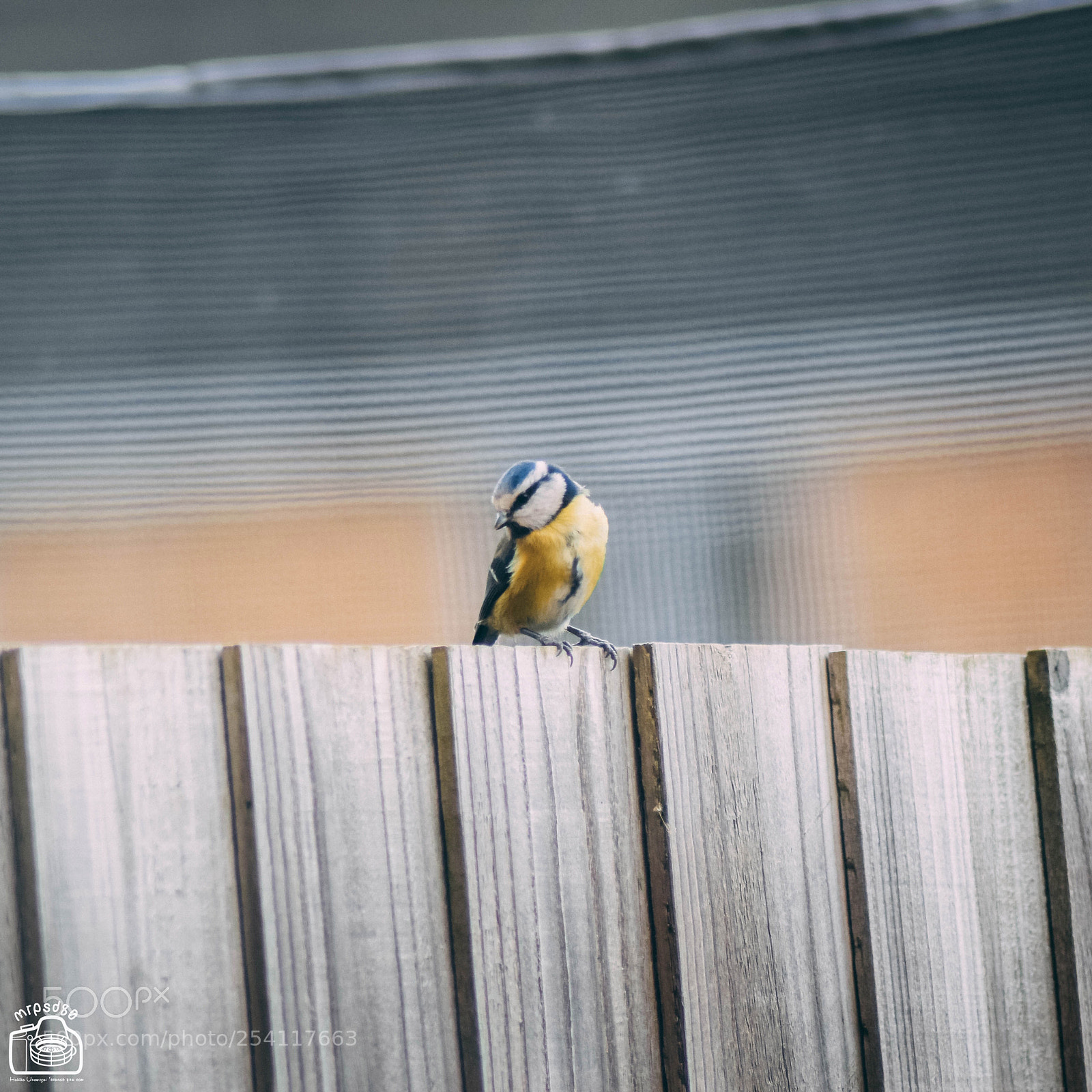 Nikon D3300 sample photo. N is for photography