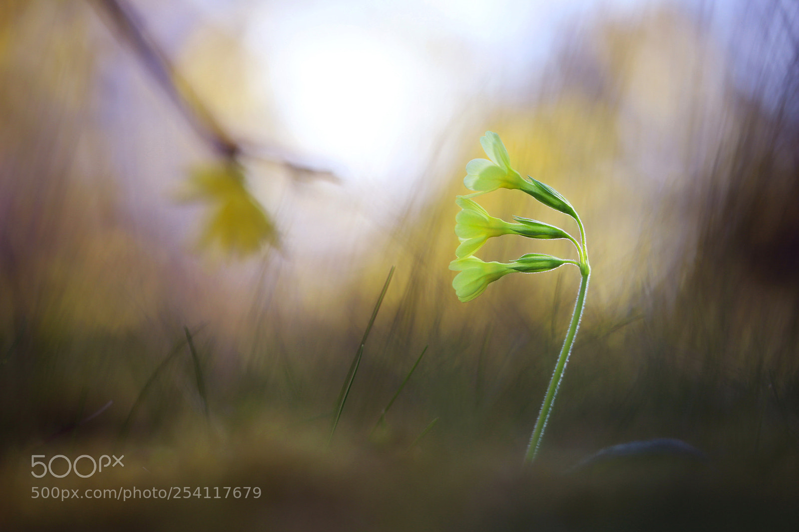 Canon EOS 6D Mark II sample photo. Spring photography