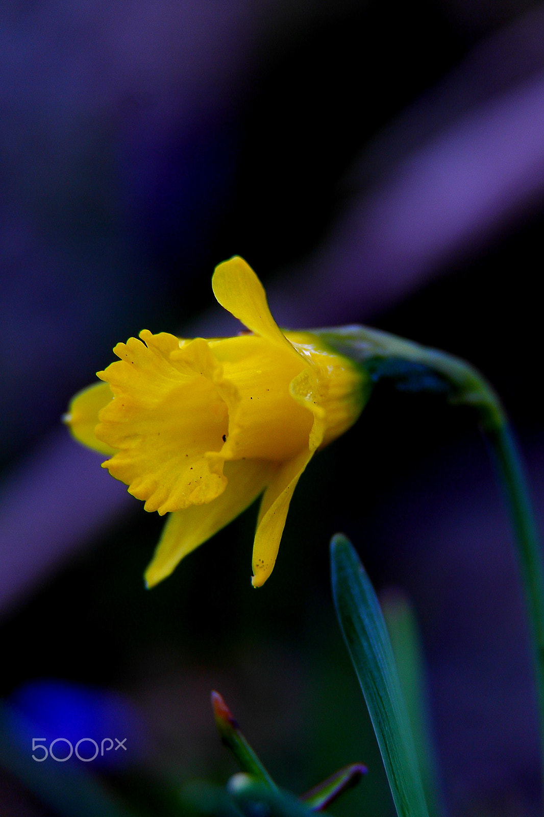 Canon EF-S 18-200mm F3.5-5.6 IS sample photo. Narcissus pseudonarcissus photography
