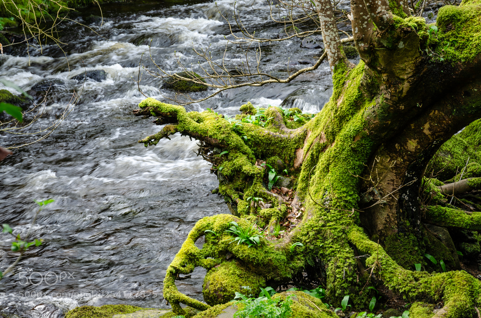Nikon D5100 sample photo. Wild garlic and tree photography