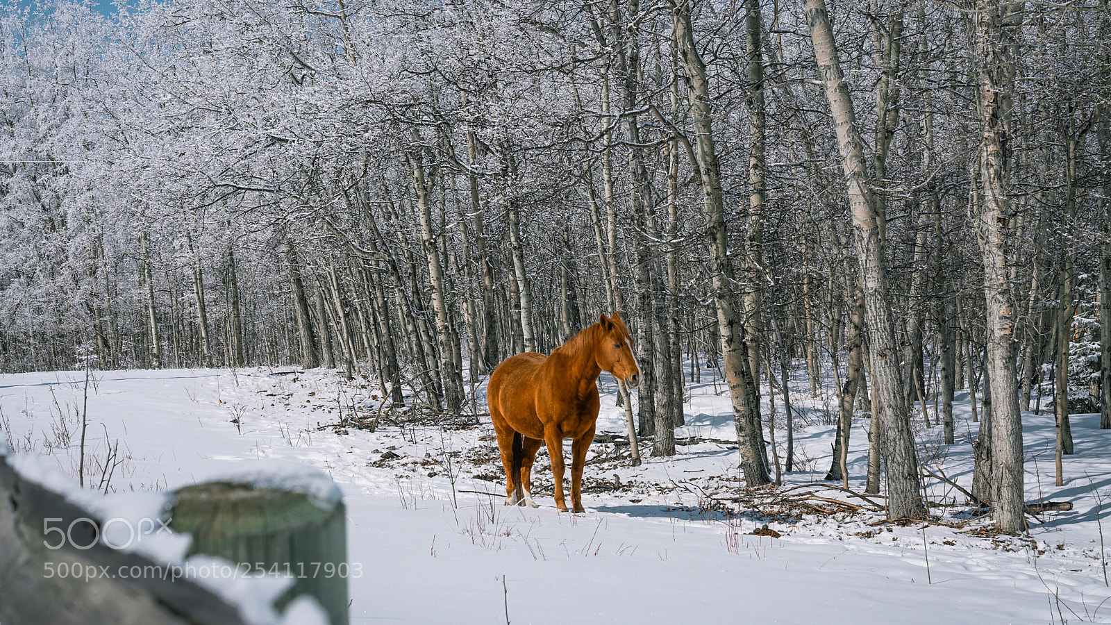 Sony a7R II sample photo. Golden horse photography