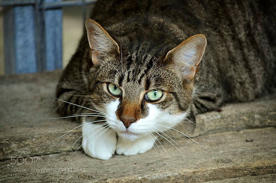 Nikon D5000 sample photo. Feline depression photography