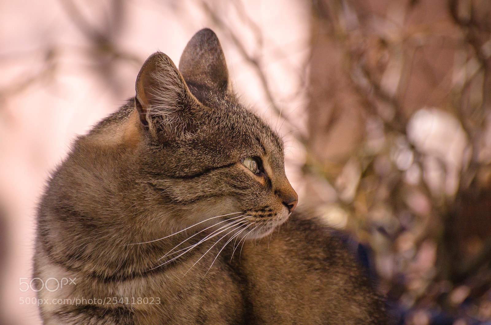 Nikon D5100 sample photo. Ryska photography