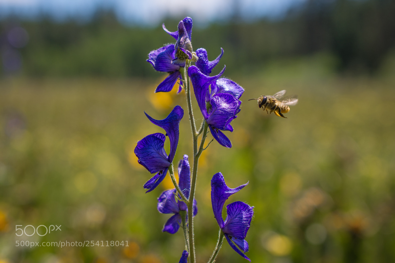 Nikon D7200 sample photo. Honey bee in flight photography