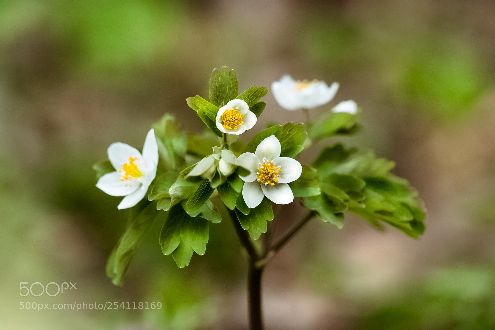 Canon EOS 80D sample photo. Isopyrum thalictroides photography