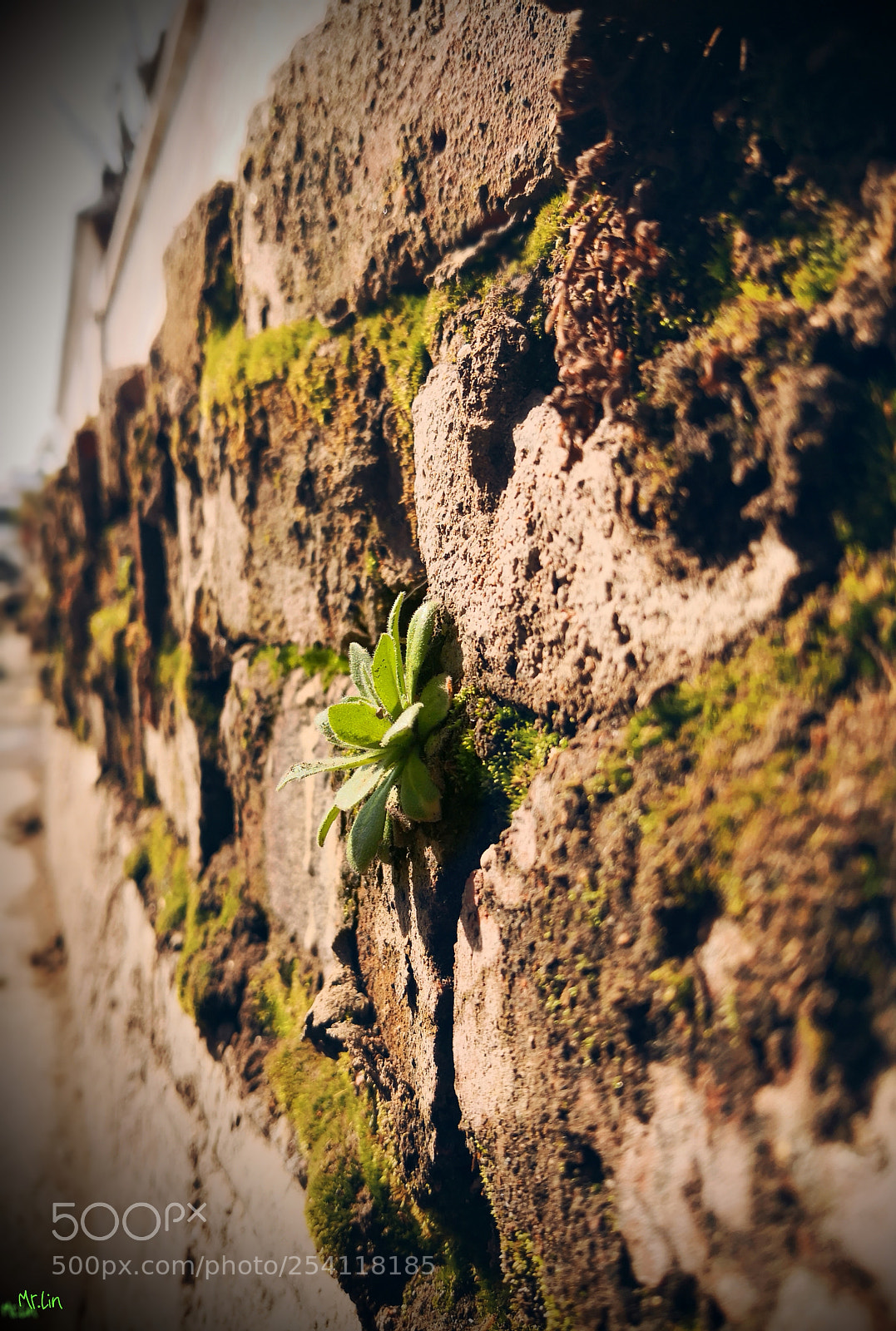 HUAWEI Mate 10 sample photo. Untitled photography