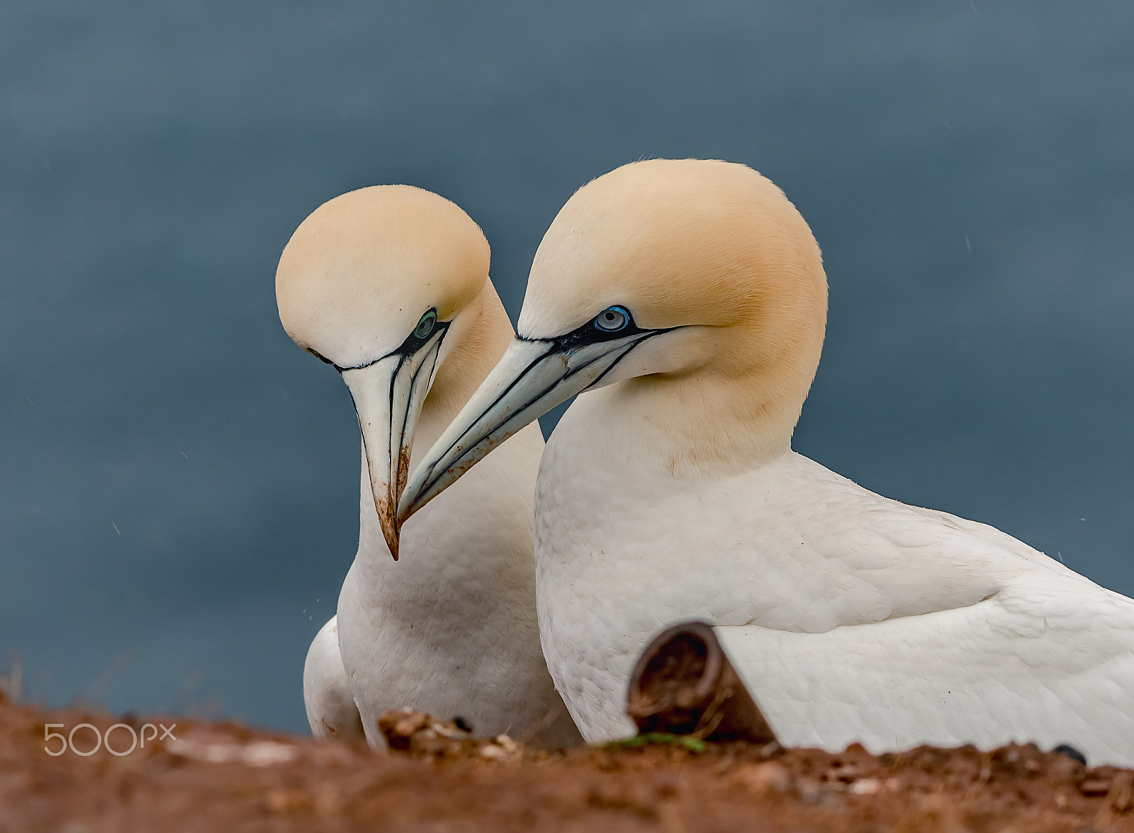 Nikon AF-S Nikkor 200-500mm F5.6E ED VR sample photo. Love is in the air photography