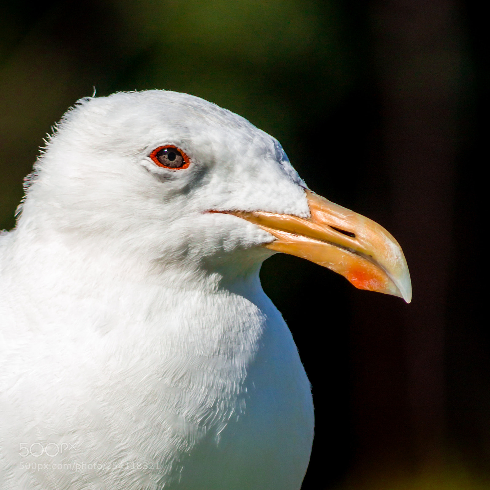 Canon EOS 600D (Rebel EOS T3i / EOS Kiss X5) sample photo. Southern black backed gull photography