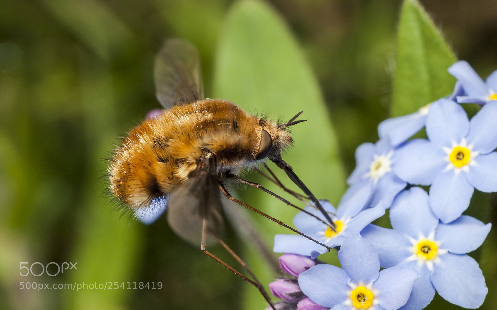 Canon EOS 5D Mark II sample photo. Bee fly, forget-me-not photography