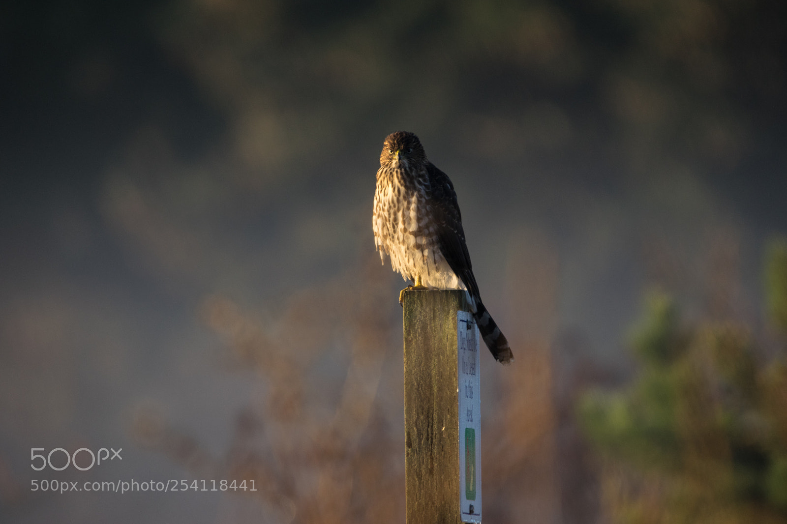 Nikon D3300 sample photo. Red tailed hawk photography