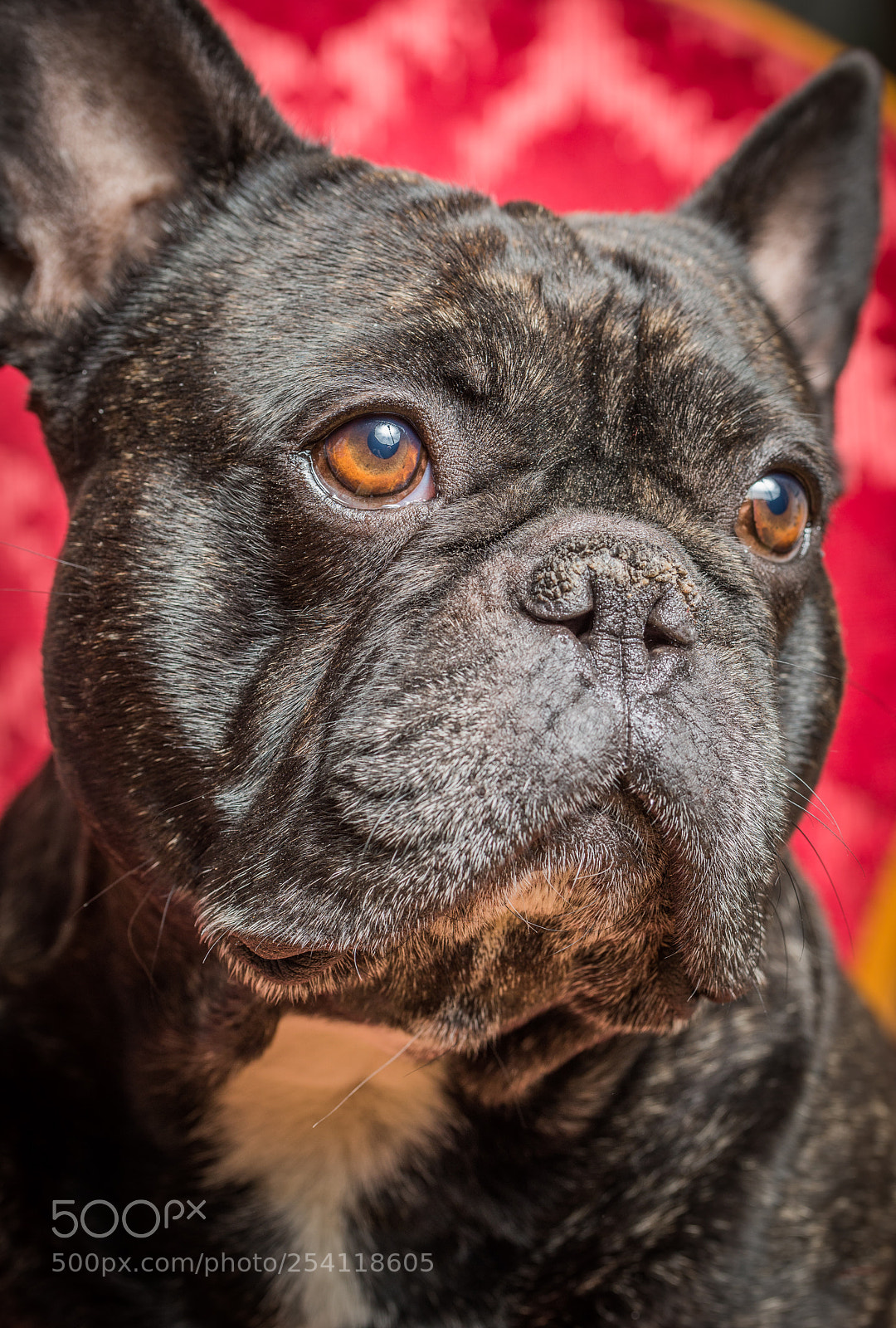 Nikon D600 sample photo. 500px.jpg photography