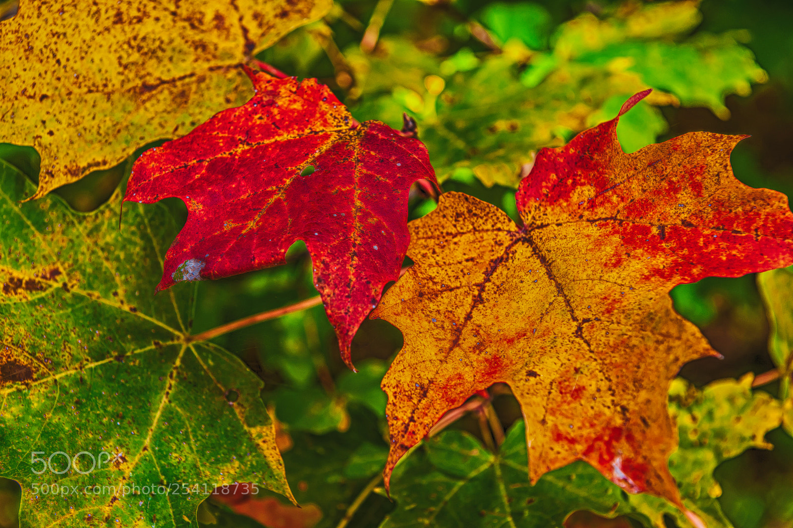 Nikon D700 sample photo. Colorful leaves photography