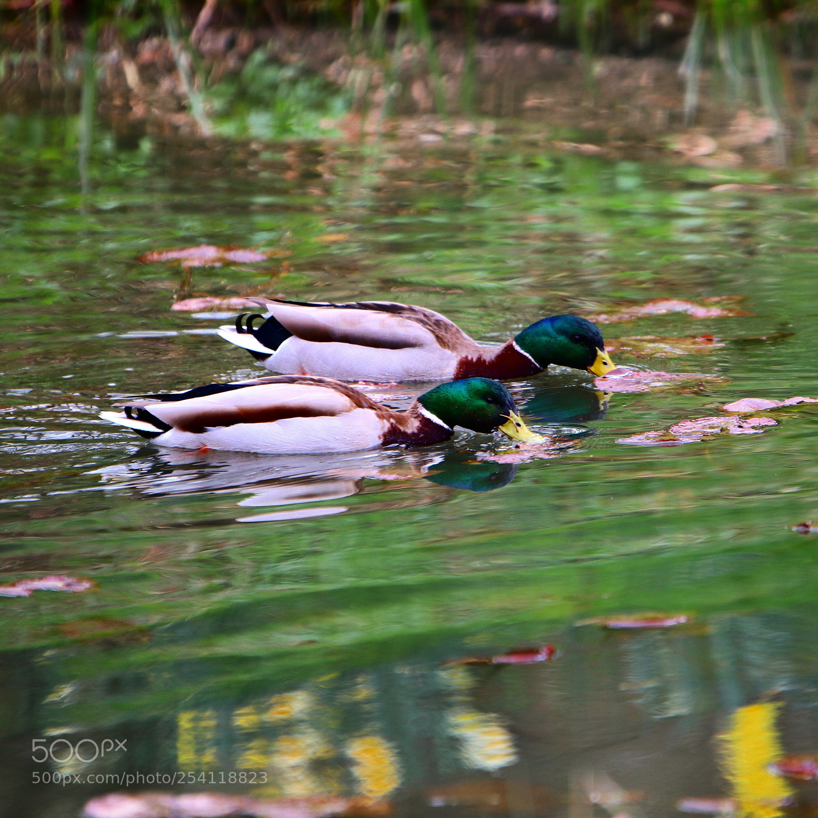 Canon EOS 80D sample photo. On se rafraîchit  photography