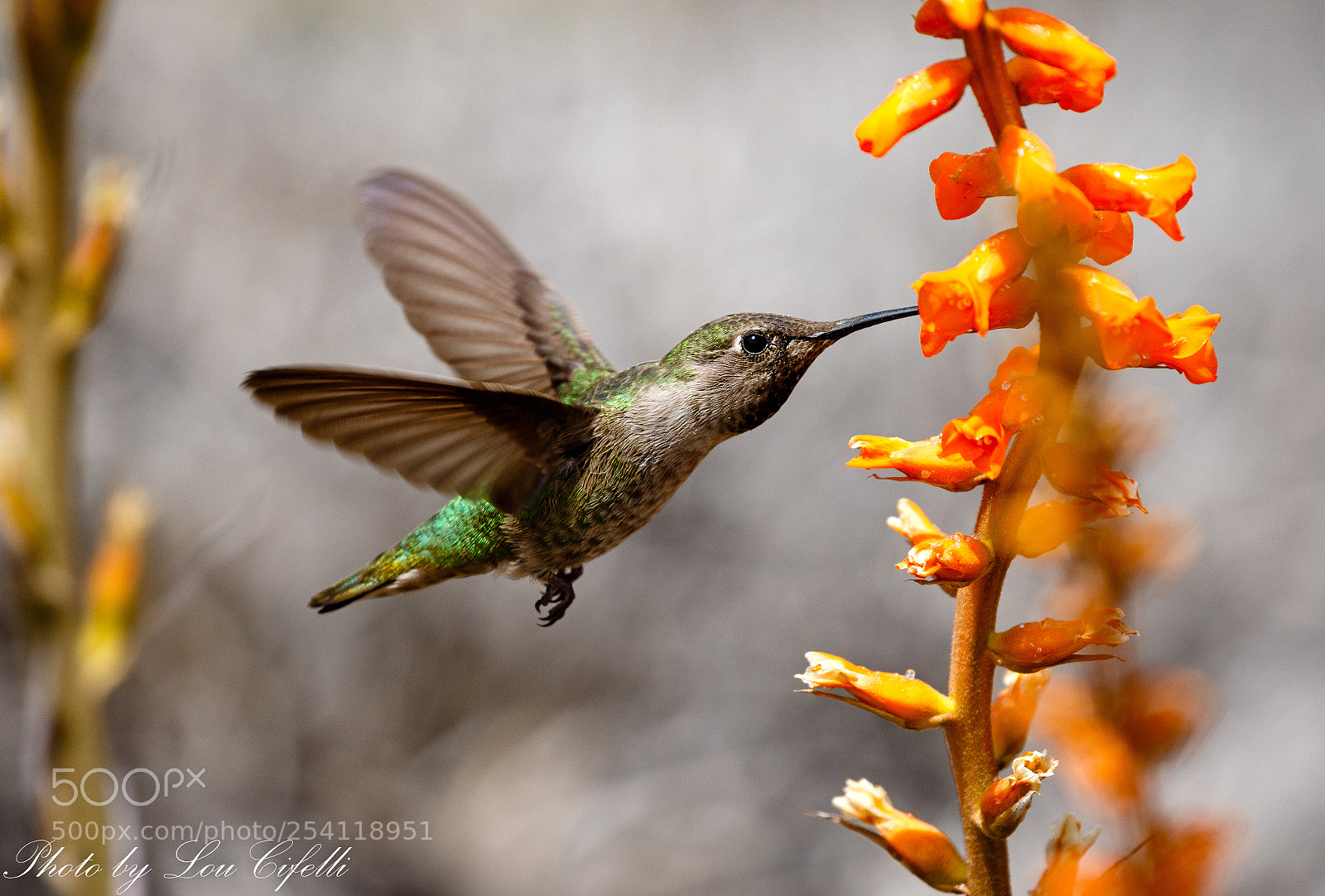 Canon EOS 7D Mark II sample photo. Hummingbird957 photography