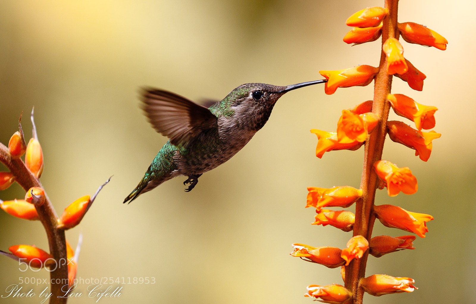 Canon EOS 7D Mark II sample photo. Hummingbird969 photography