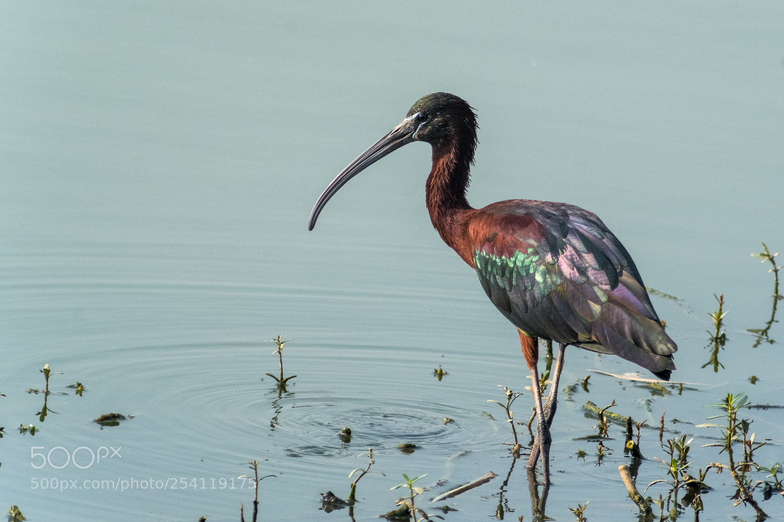 Fujifilm X-T2 sample photo. Glossy ibis photography