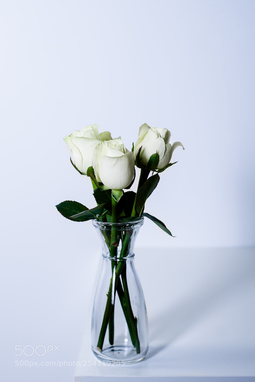 Sony a7 II sample photo. White rose in glass photography