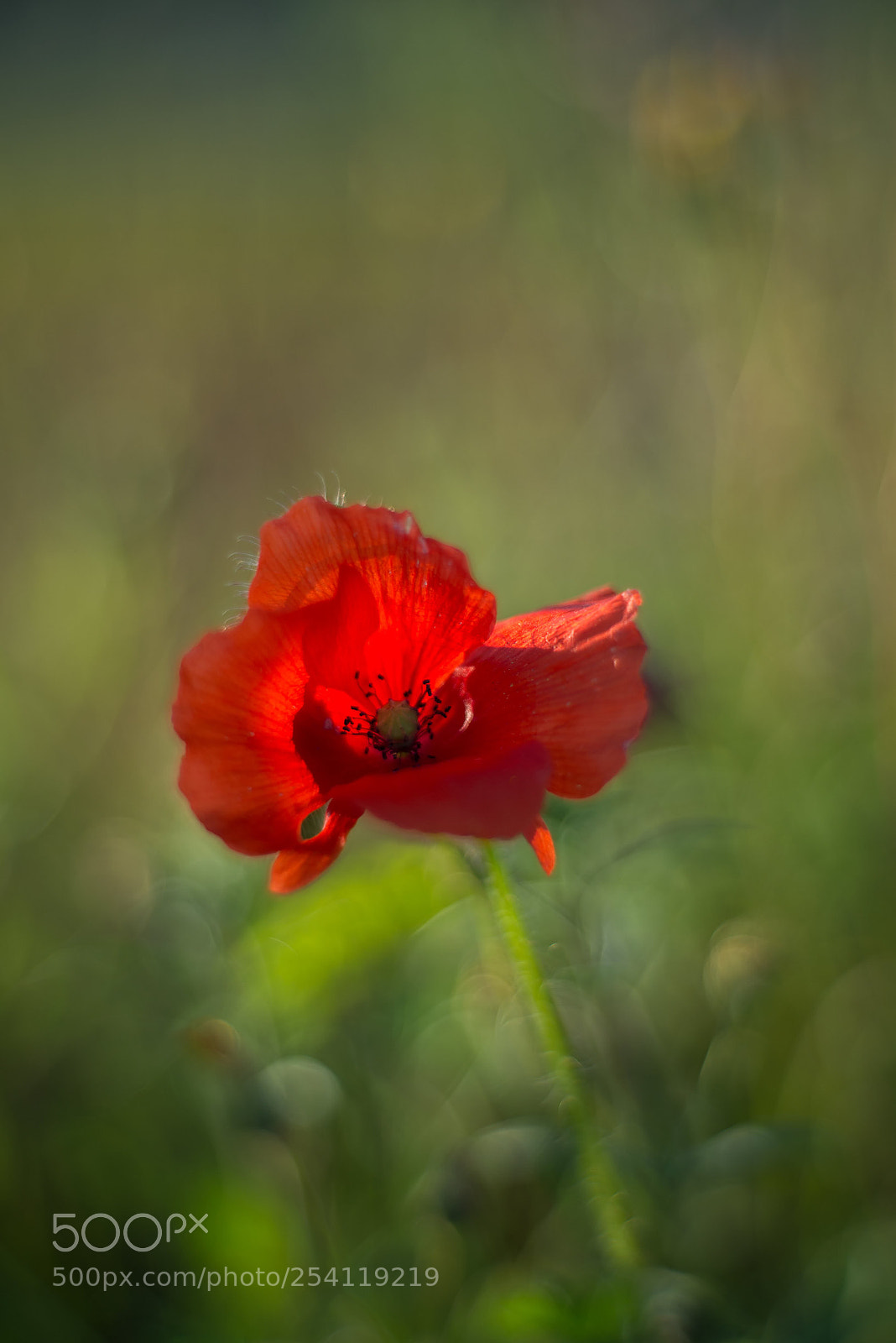 Nikon D610 sample photo. Roselles photography