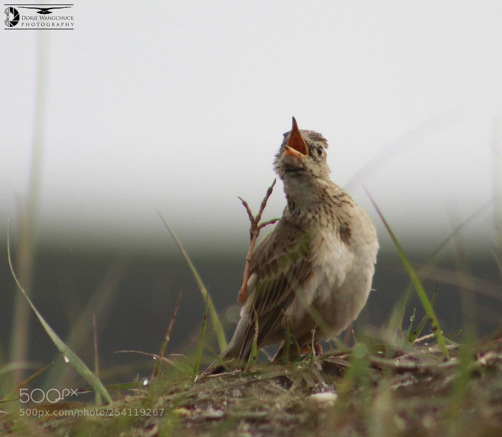 Canon EOS 80D sample photo. घाँटी चिलाथ्यो क्यार्नु त, मोरोले खिच्दिहालेछ । photography