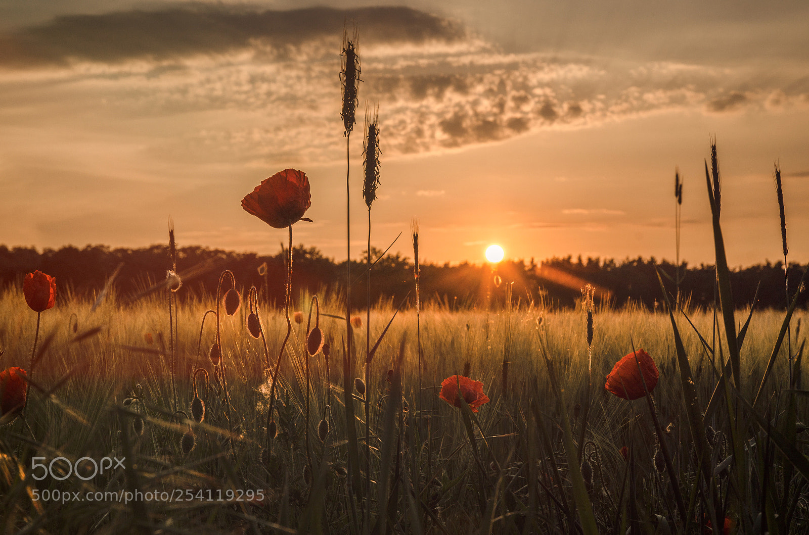 Nikon D7000 sample photo. Der morgen am feld photography