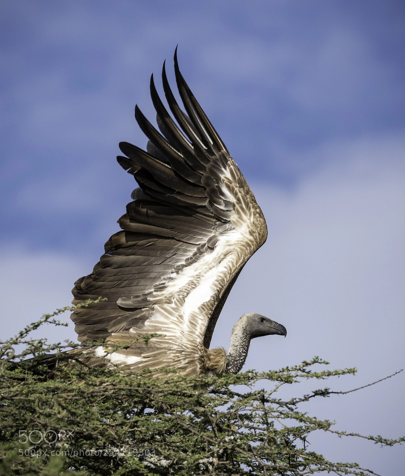 Nikon D810 sample photo. African white-backed vulture photography