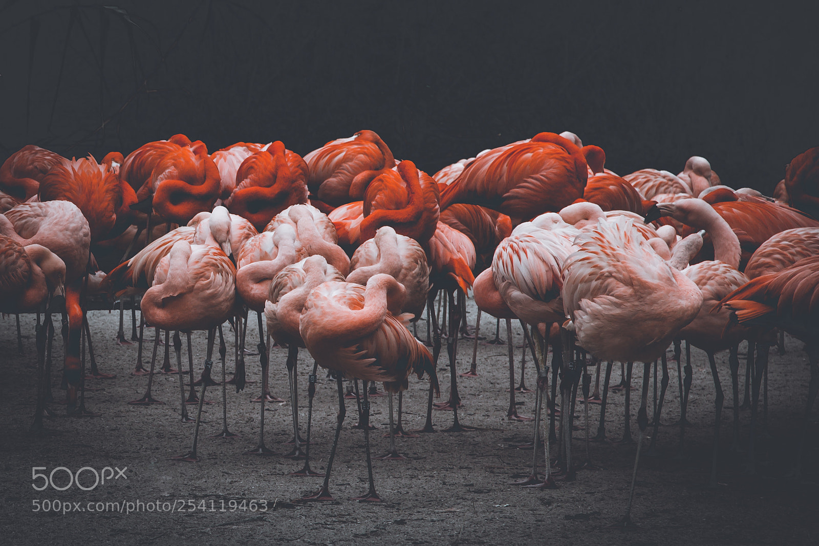 Canon EOS 70D sample photo. Flamingos in the cold photography