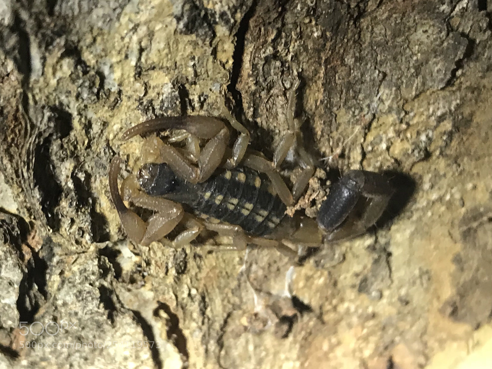 Apple iPhone 7 Plus sample photo. Bark scorpion 20180414 photography