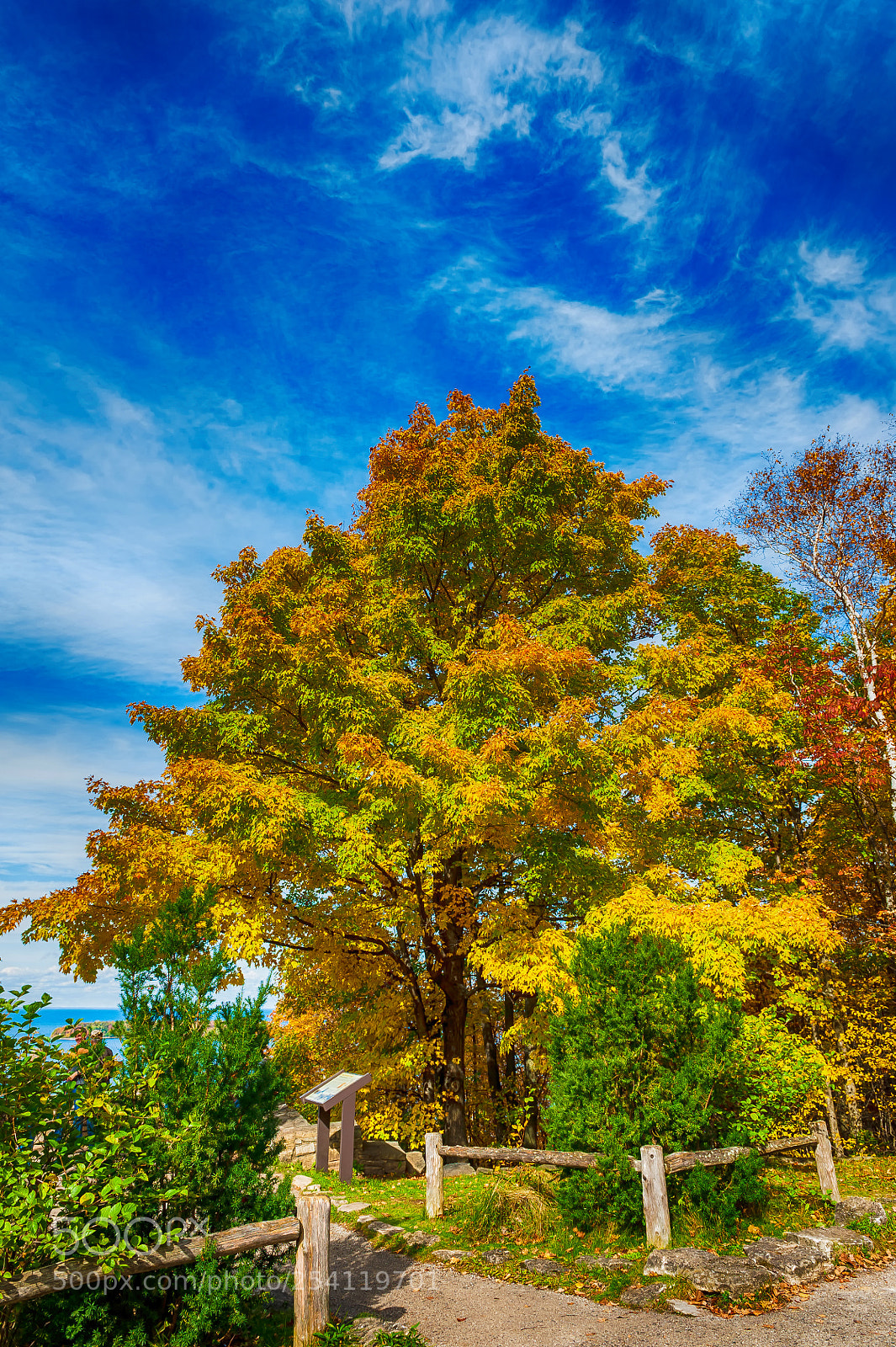 Nikon D700 sample photo. Colorful trees photography