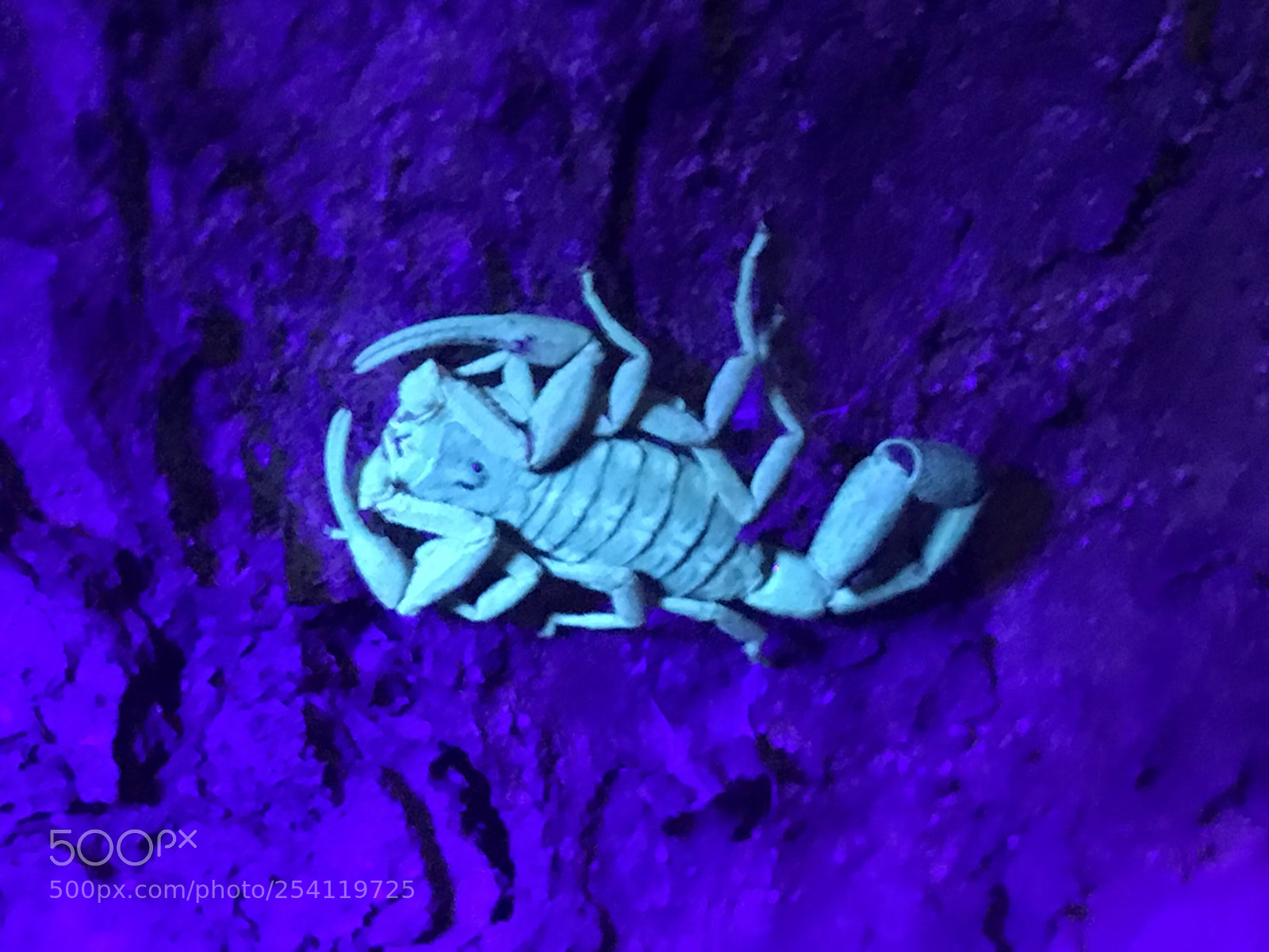 Apple iPhone 7 Plus sample photo. Bark scorpion 20180414 photography